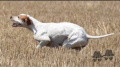 Pedigree JAYSIE DE LA TOUR DE VAYROLS Pedigree JAYSIE DE LA TOUR DE VAYROLS